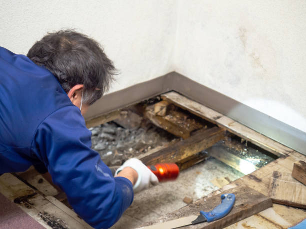 Best Residential Mold Remediation in Murphysboro, IL