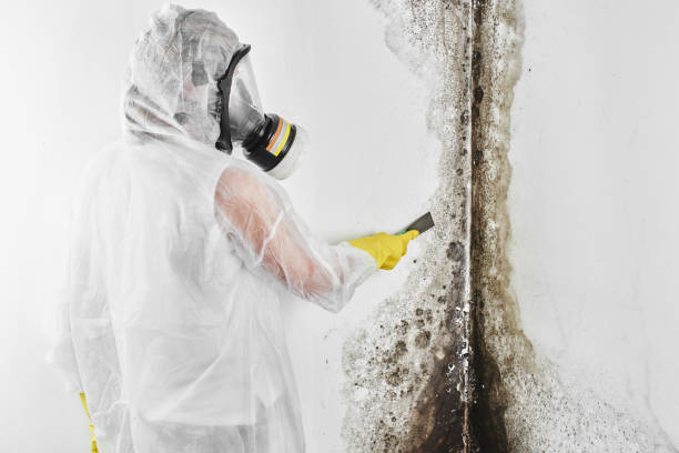 Best Attic Mold Remediation in Murphysboro, IL