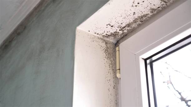 Best Mold Testing and Inspection Services in Murphysboro, IL