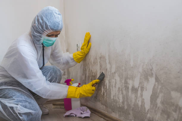 Best HVAC Mold Remediation in Murphysboro, IL