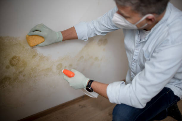 Best Industrial Mold Remediation in Murphysboro, IL