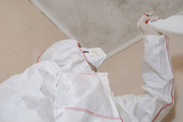Best Health and Safety Mold Remediation in Murphysboro, IL