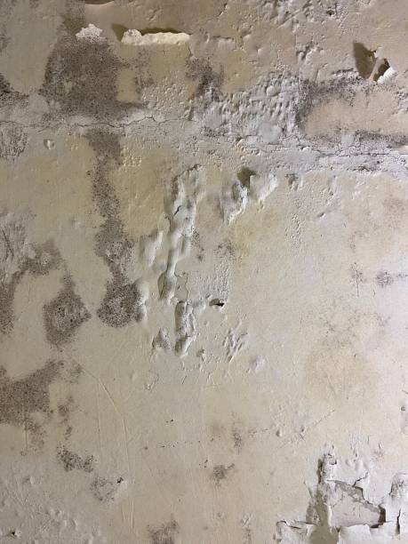 Best Mold Testing and Inspection Services in Murphysboro, IL