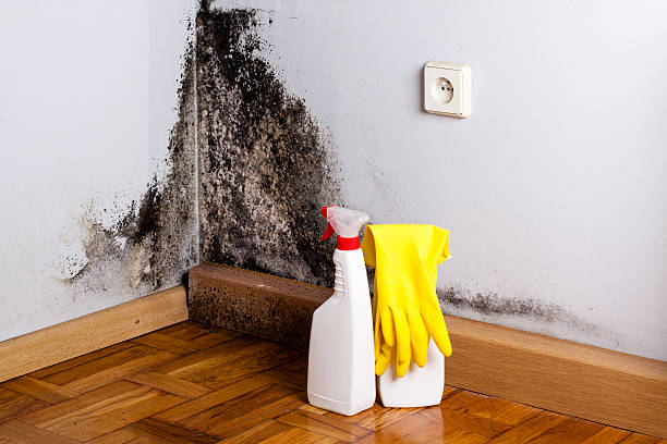 Best Residential Mold Remediation in Murphysboro, IL