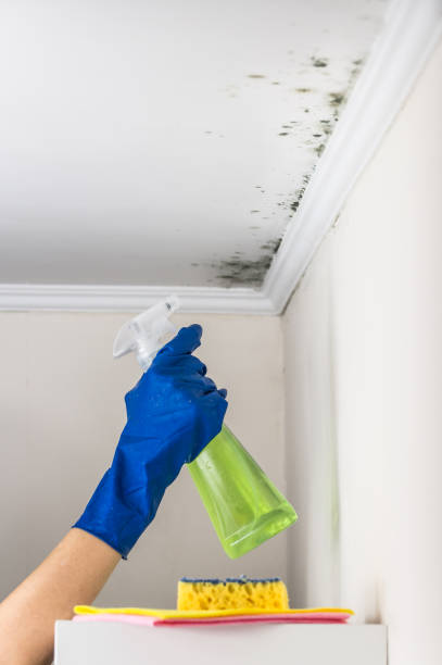 Best Bathroom Mold Remediation in Murphysboro, IL